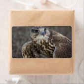 Falco cherrug (Insitu)