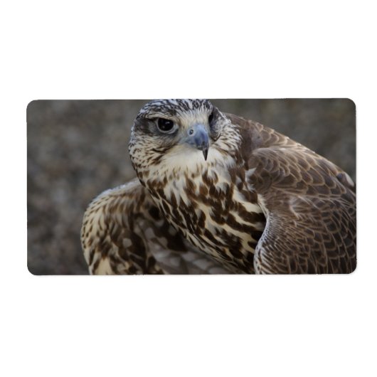 Falco cherrug (Vorne)