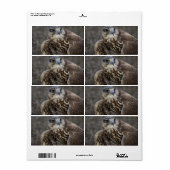 Falco cherrug (Vorne)