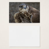 Falco cherrug (Vorne & Hinten)