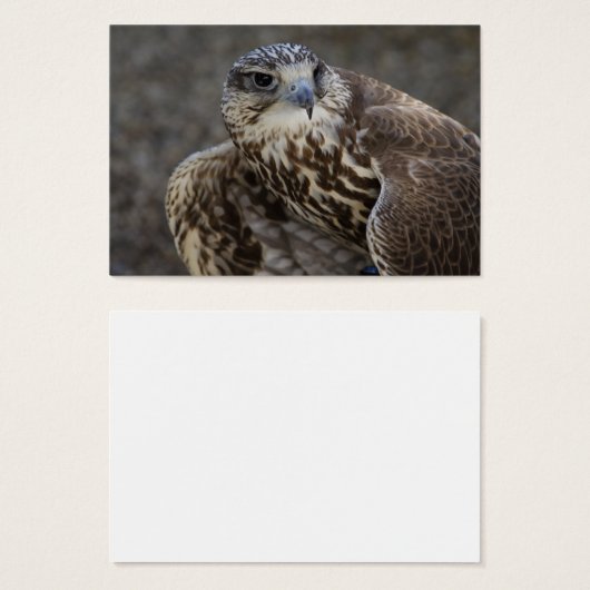 Falco cherrug (Vorne & Hinten)