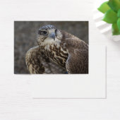 Falco cherrug (Schreibtisch)