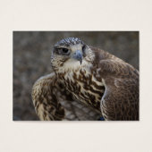 Falco cherrug (Vorderseite)