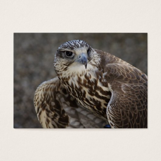 Falco cherrug (Vorderseite)