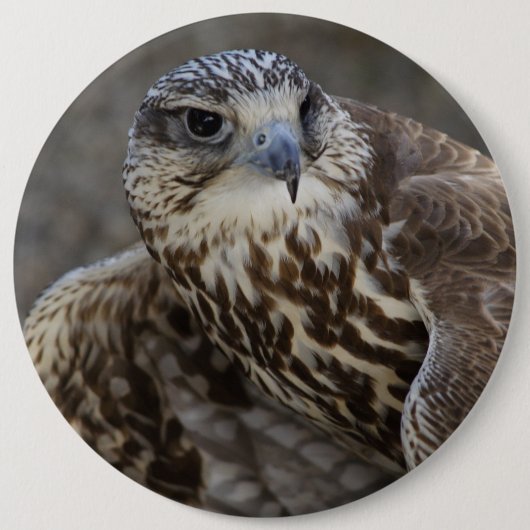 Falco cherrug button (Vorderseite)