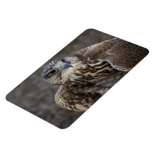 Falco cherrug magnet (Linke Seite)