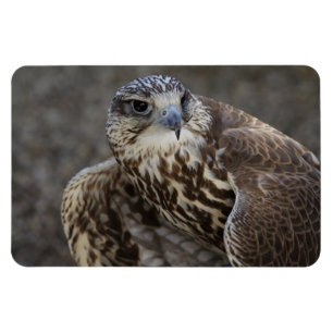 Falco cherrug magnet