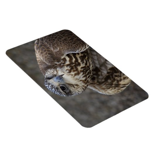 Falco cherrug magnet (Rechte Seite)