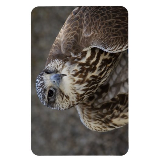 Falco cherrug magnet (Vertikal)