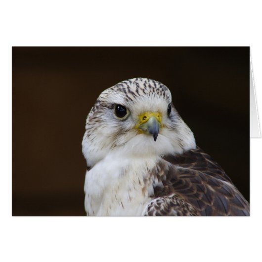 Falco cherrug Portrait (Vorderseite (Horizontal))
