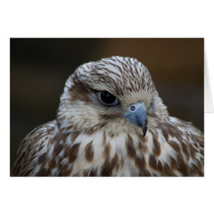 Falco cherrug Portrait