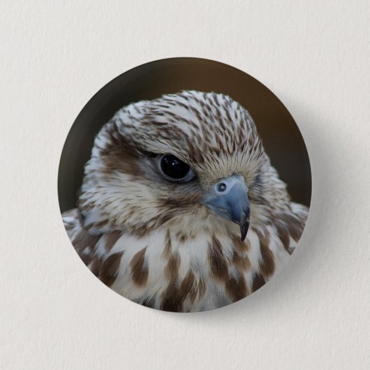 Falco cherrug Portrait Button (Vorderseite)