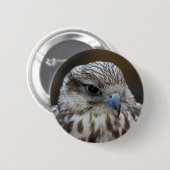 Falco cherrug Portrait Button (Vorne & Hinten)