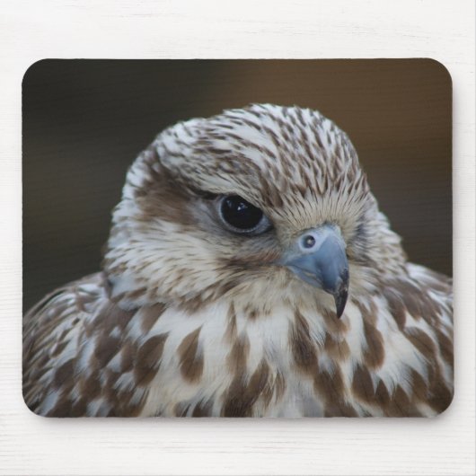 Falco cherrug Portrait Mousepad (Vorne)