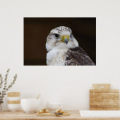 Falco cherrug Portrait Poster (Küche)