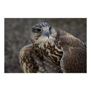 Falco cherrug poster