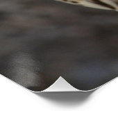 Falco cherrug poster (Ecke)