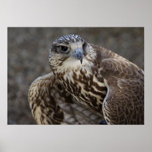 Falco cherrug poster