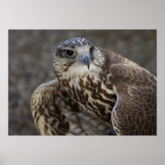 Falco cherrug poster (Vorne)