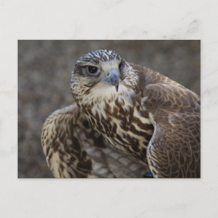 Falco cherrug postkarte