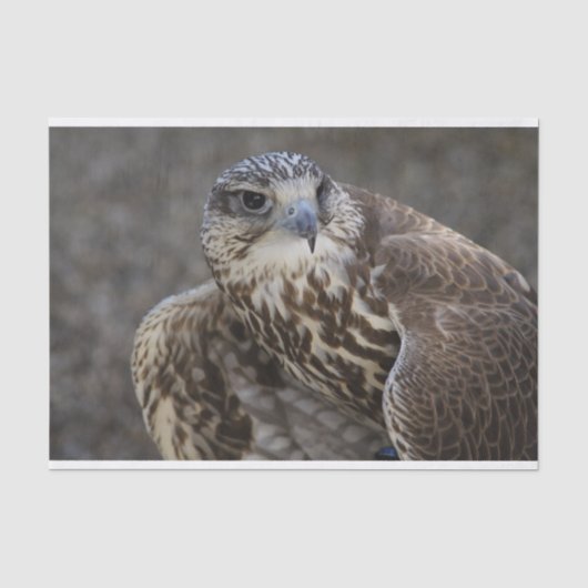 Falco cherrug seidenpapier (Vorderseite)