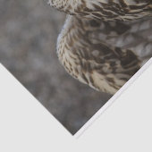 Falco cherrug seidenpapier (Ausschnitt)