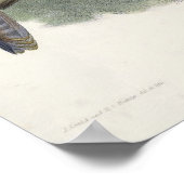 Falco Peregrinator (Shaheen Falcon) Poster (Ecke)