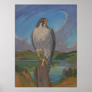 Falco Peregrinus - Peregrine Falcon by Kulhanek Poster