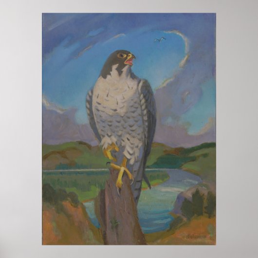 Falco Peregrinus - Peregrine Falcon by Kulhanek Poster (Vorne)