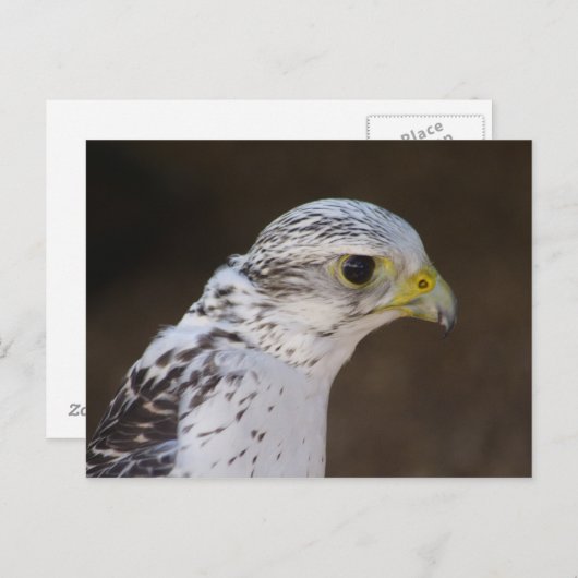 Falco rusticolus postkarte (Vorne/Hinten)