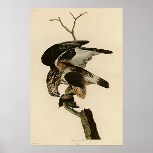 Falcon aus Audubon Birds of America Poster (Vorne)