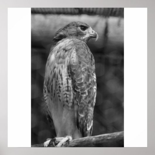 Falcon B/W Print Poster (Vorne)