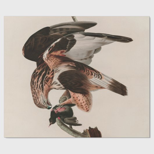 Falcon Birds of America Audubon Print Geschenkpapier (Flach)