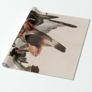 Falcon Birds of America Audubon Print Geschenkpapier