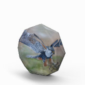 Falcon Foto Block (Rechts)