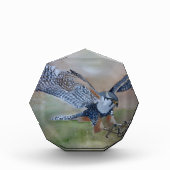 Falcon Foto Block (Vorderseite)