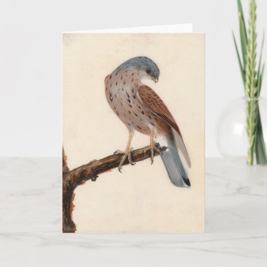 Falcon Hen Kestrel | William Lewin Karte (Vorderseite)