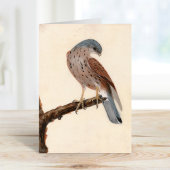 Falcon Hen Kestrel | William Lewin Karte