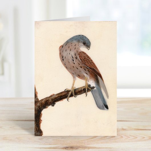 Falcon Hen Kestrel | William Lewin Karte