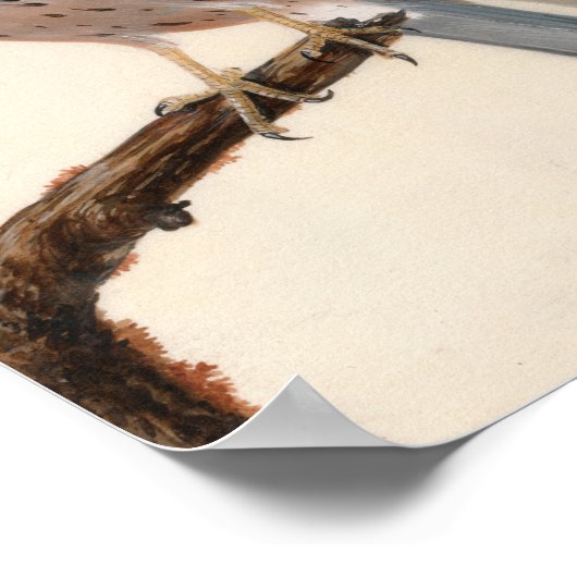 Falcon Hen Kestrel | William Lewin Poster (Ecke)