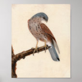 Falcon Hen Kestrel | William Lewin Poster (Vorne)