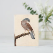 Falcon Hen Kestrel | William Lewin Postkarte (Stehend Vorderseite)