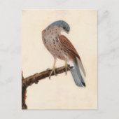 Falcon Hen Kestrel | William Lewin Postkarte (Vorderseite)