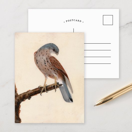 Falcon Hen Kestrel | William Lewin Postkarte