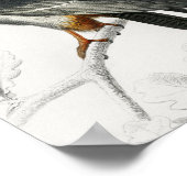 Falcon Illustration Vintag Art Print Poster (Ecke)