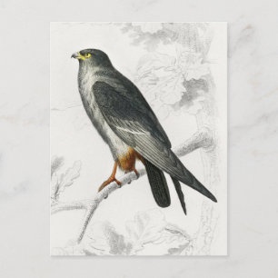 Falcon Illustration Vintag Art Print Postkarte