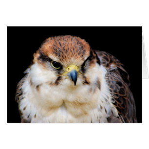 Falcon-Karte