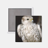 Falcon Magnet (Vorderseite/Rückseite)
