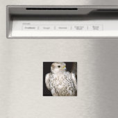 Falcon Magnet (In Situ (Geschirrspüler))