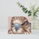 Falcon Nah Postkarte (Stehend Vorderseite)